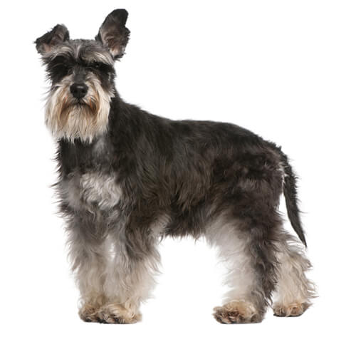 Miniature Schnauzer Dog Breed Information Purina